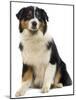 Australian Sheepdog-null-Mounted Photographic Print