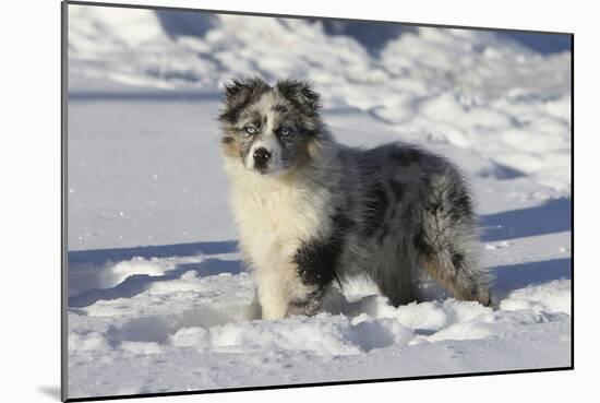 Australian Shepherd 04-Bob Langrish-Mounted Photographic Print