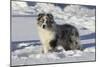 Australian Shepherd 04-Bob Langrish-Mounted Photographic Print