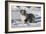 Australian Shepherd 04-Bob Langrish-Framed Photographic Print