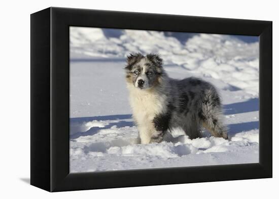 Australian Shepherd 04-Bob Langrish-Framed Premier Image Canvas