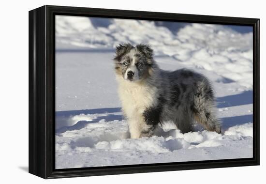 Australian Shepherd 04-Bob Langrish-Framed Premier Image Canvas