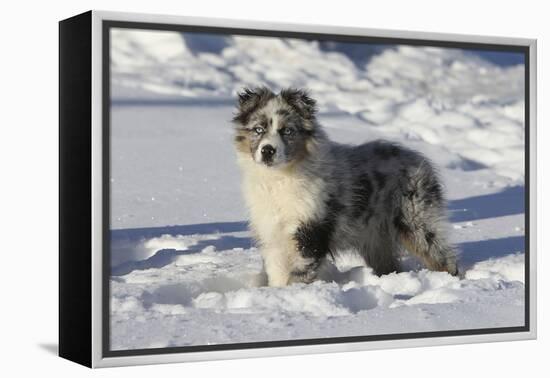 Australian Shepherd 04-Bob Langrish-Framed Premier Image Canvas