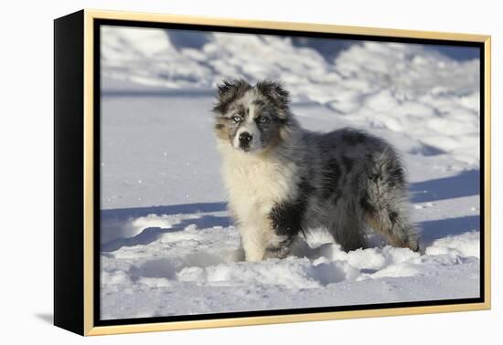 Australian Shepherd 04-Bob Langrish-Framed Premier Image Canvas