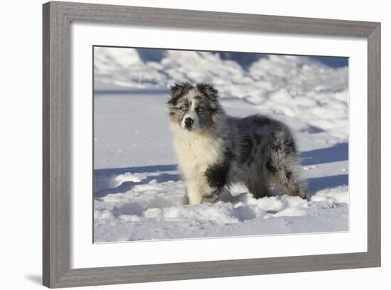 Australian Shepherd 04-Bob Langrish-Framed Photographic Print