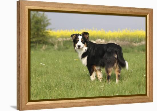 Australian Shepherd 06-Bob Langrish-Framed Premier Image Canvas