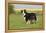 Australian Shepherd 06-Bob Langrish-Framed Premier Image Canvas