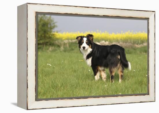 Australian Shepherd 06-Bob Langrish-Framed Premier Image Canvas