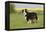 Australian Shepherd 06-Bob Langrish-Framed Premier Image Canvas