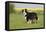 Australian Shepherd 06-Bob Langrish-Framed Premier Image Canvas