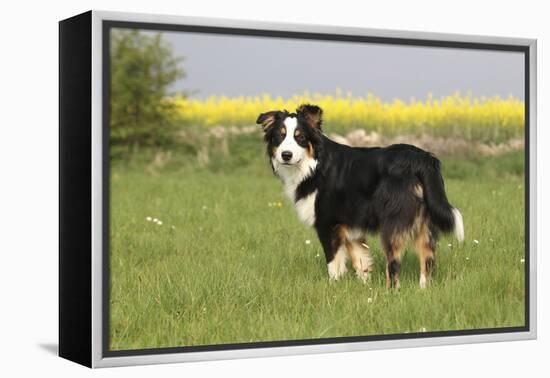 Australian Shepherd 06-Bob Langrish-Framed Premier Image Canvas