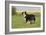 Australian Shepherd 06-Bob Langrish-Framed Photographic Print