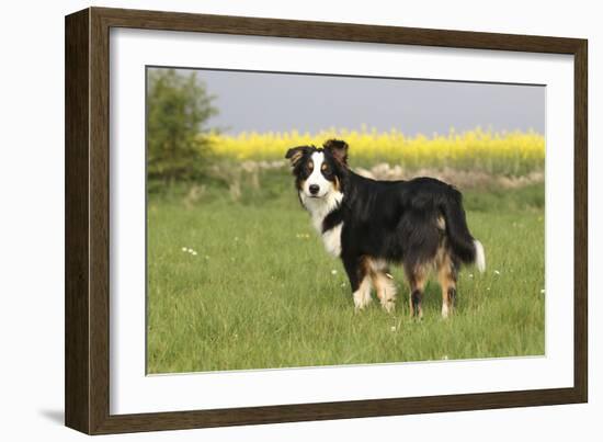 Australian Shepherd 06-Bob Langrish-Framed Photographic Print