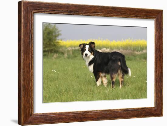 Australian Shepherd 06-Bob Langrish-Framed Photographic Print
