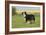 Australian Shepherd 06-Bob Langrish-Framed Photographic Print