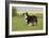 Australian Shepherd 06-Bob Langrish-Framed Photographic Print