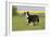 Australian Shepherd 06-Bob Langrish-Framed Photographic Print