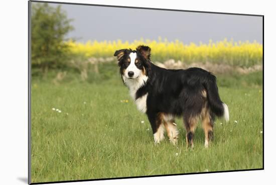 Australian Shepherd 06-Bob Langrish-Mounted Photographic Print