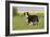 Australian Shepherd 06-Bob Langrish-Framed Photographic Print