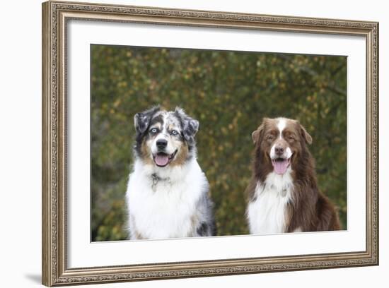 Australian Shepherd 25-Bob Langrish-Framed Photographic Print