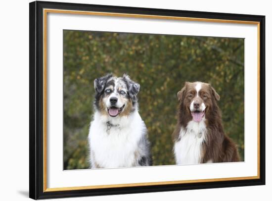 Australian Shepherd 25-Bob Langrish-Framed Photographic Print