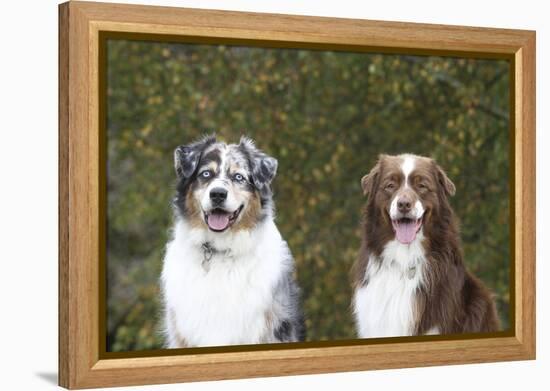 Australian Shepherd 25-Bob Langrish-Framed Premier Image Canvas