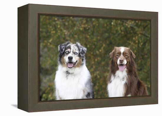 Australian Shepherd 25-Bob Langrish-Framed Premier Image Canvas