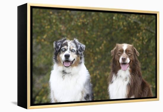 Australian Shepherd 25-Bob Langrish-Framed Premier Image Canvas