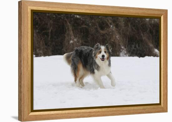 Australian Shepherd 31-Bob Langrish-Framed Premier Image Canvas