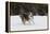 Australian Shepherd 31-Bob Langrish-Framed Premier Image Canvas