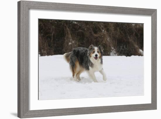 Australian Shepherd 31-Bob Langrish-Framed Photographic Print