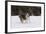 Australian Shepherd 31-Bob Langrish-Framed Photographic Print