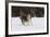Australian Shepherd 31-Bob Langrish-Framed Photographic Print