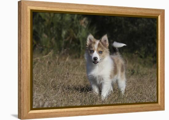 Australian Shepherd 32-Bob Langrish-Framed Premier Image Canvas