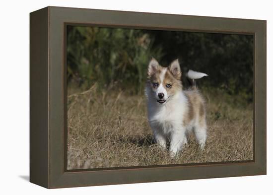 Australian Shepherd 32-Bob Langrish-Framed Premier Image Canvas