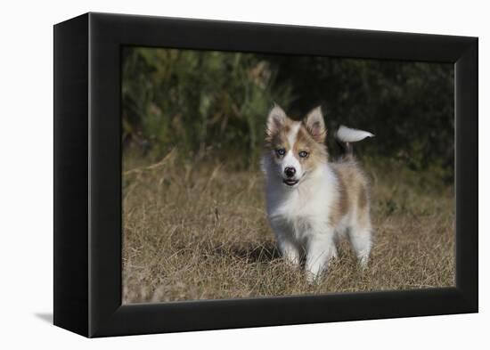 Australian Shepherd 32-Bob Langrish-Framed Premier Image Canvas