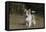 Australian Shepherd 32-Bob Langrish-Framed Premier Image Canvas