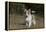 Australian Shepherd 32-Bob Langrish-Framed Premier Image Canvas