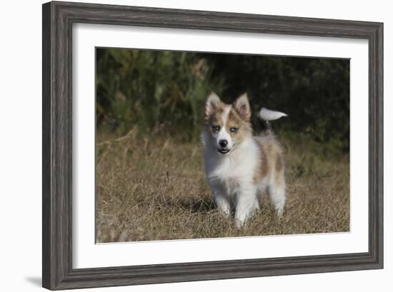 Australian Shepherd 32-Bob Langrish-Framed Photographic Print