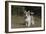 Australian Shepherd 32-Bob Langrish-Framed Photographic Print