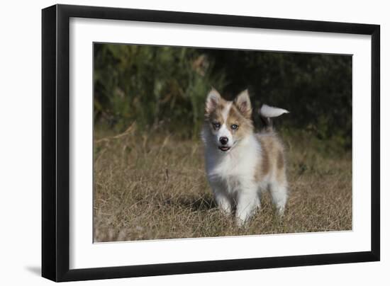 Australian Shepherd 32-Bob Langrish-Framed Photographic Print