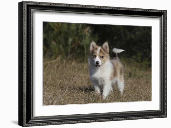 Australian Shepherd 32-Bob Langrish-Framed Photographic Print