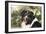 Australian Shepherd 36-Bob Langrish-Framed Photographic Print