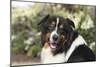 Australian Shepherd 36-Bob Langrish-Mounted Photographic Print