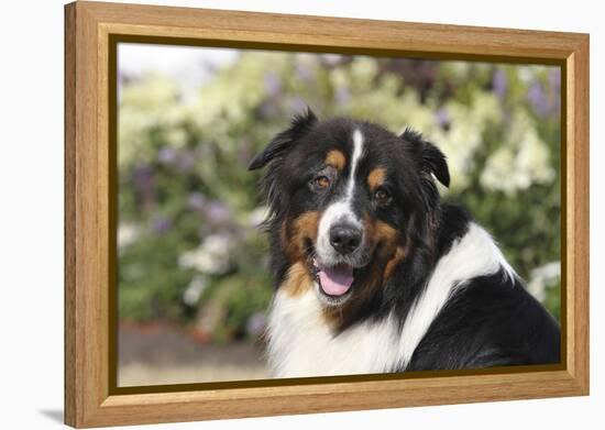 Australian Shepherd 36-Bob Langrish-Framed Premier Image Canvas