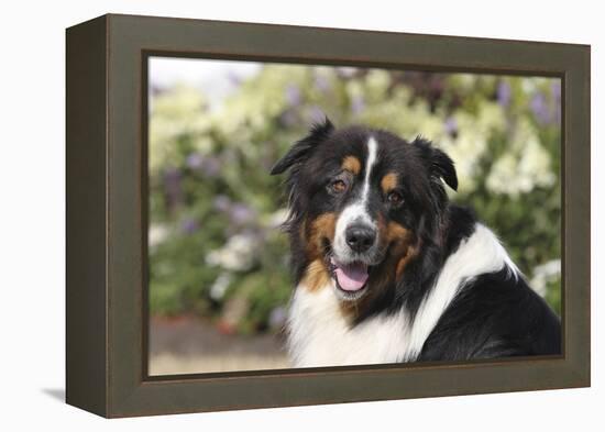 Australian Shepherd 36-Bob Langrish-Framed Premier Image Canvas