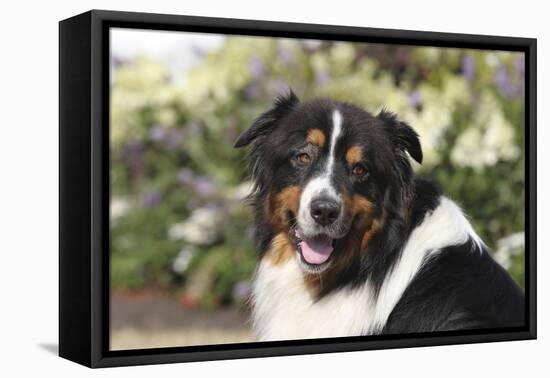 Australian Shepherd 36-Bob Langrish-Framed Premier Image Canvas