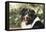 Australian Shepherd 36-Bob Langrish-Framed Premier Image Canvas