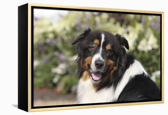 Australian Shepherd 36-Bob Langrish-Framed Premier Image Canvas