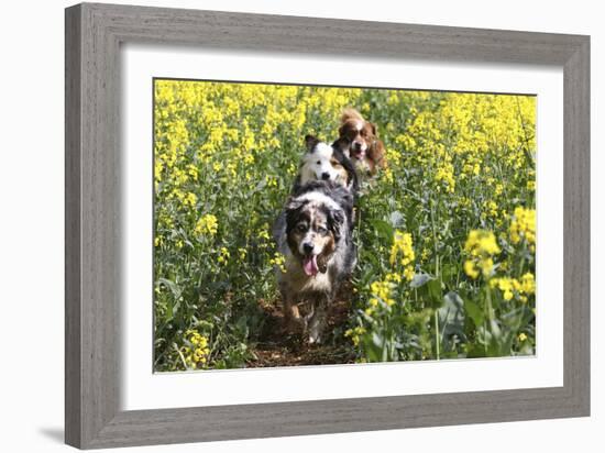 Australian Shepherd 38-Bob Langrish-Framed Photographic Print